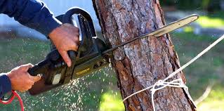 Trusted Wurtsboro, NY Tree Services Experts